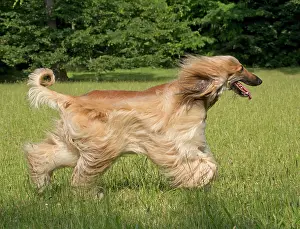 Afghan: Dog Afghan Hound running