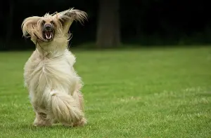 Afghan: Dog Afghan Hound running