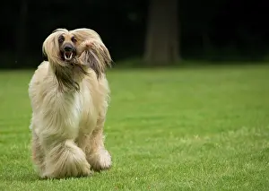 Afghan: Dog Afghan Hound running