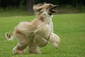Afghan: Dog Afghan Hound running