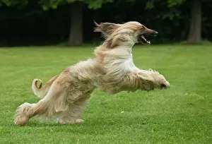 Afghan: Dog Afghan Hound running
