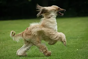 Afghan: Dog Afghan Hound running