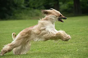 Afghan: Dog Afghan Hound running