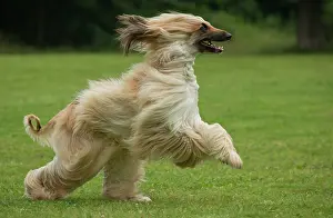 Afghan: Dog Afghan Hound running