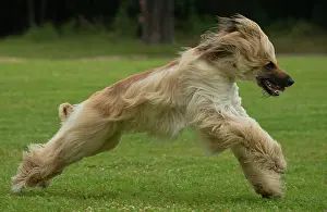 Afghan: Dog Afghan Hound running