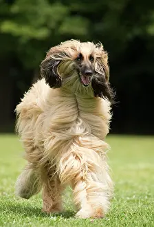 Afghan: Dog Afghan Hound running
