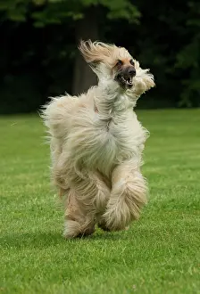 Afghan: Dog Afghan Hound running
