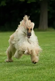 Afghan: Dog Afghan Hound running