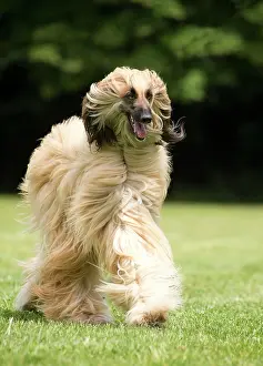 Afghan: Dog Afghan Hound running