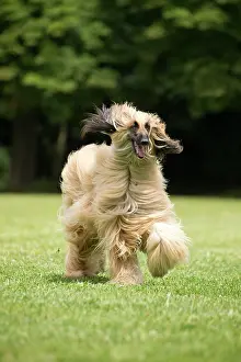 Afghan: Dog Afghan Hound running