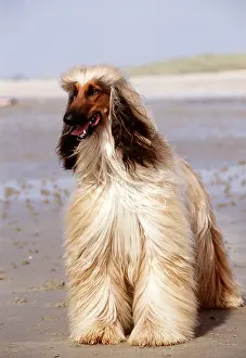 Hounds: DOG - AFGHAN HOUND - STANDING ON BEACH