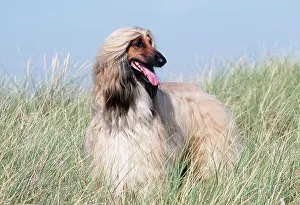 Afghans: DOG - AFGHAN HOUND STANDING IN GRASS
