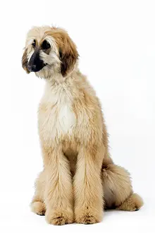 Afghan: Dog - Afghan Hound / Tazi
