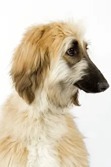Afghan: Dog - Afghan Hound / Tazi