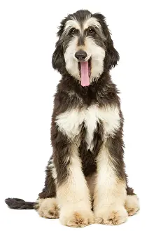 Afghans: Dog - Afghan Hound - yawning