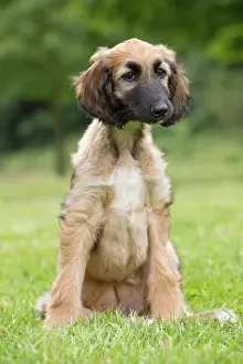 Afghan: Dog Afghan Hound young puppy