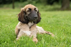 Afghan: Dog Afghan Hound young puppy