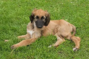 Afghan: Dog Afghan Hound young puppy