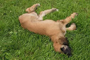 Afghan: Dog Afghan Hound young puppy