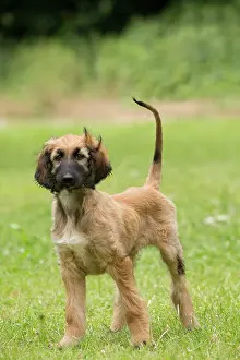 Afghan: Dog Afghan Hound young puppy