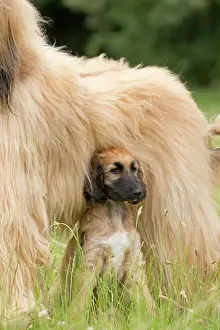 Afghan: Dog Afghan Hound young puppy