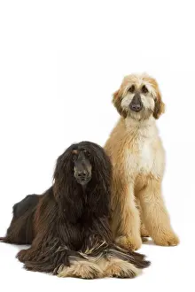 Afghans: Dog - Afghan Hounds. Also know as Tazi