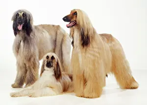 Afghans: DOG - three Afghan hounds, studio shot