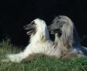 Hounds: DOG - Afghan hounds X 2