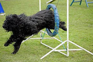 Briard: Dog agility - Briard jumping through hoop