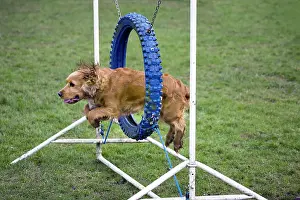 Hoop: Dog agility - Cocker Spaniel jumping through hoop