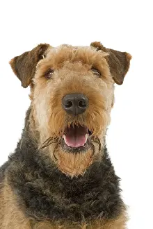 Airedale: Dog - Airedale Terrier