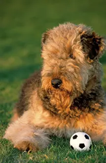 Airedale: Dog - Airedale Terrier with ball in garden