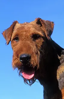 Airedale: Dog - Airedale TERRIER - close-up of face