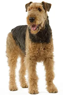 Airedale: Dog - Airedale Terrier. Also known as Waterside