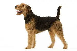 Airedale: Dog - Airedale Terrier. Also known as Waterside