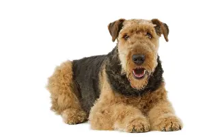 Airedale: Dog - Airedale Terrier. Also known as Waterside