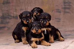 Airedale: Dog - Airedale Terrier puppies