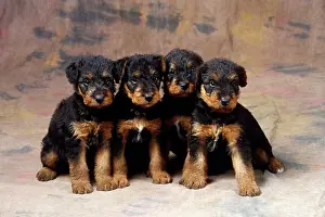 Airedale: Dog - Airedale Terrier puppies