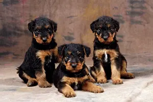 Airedale: Dog - Airedale Terrier puppies