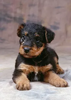 Airedale: Dog - Airedale Terrier - Puppy lying down