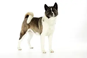 Akitas: Dog. Akita