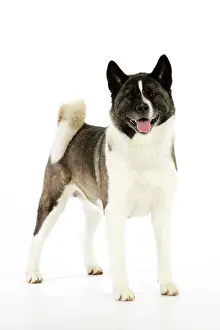 Akitas: Dog. Akita