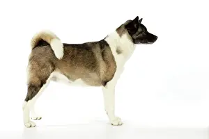 Akitas: Dog. Akita