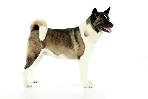 Akitas: Dog. Akita