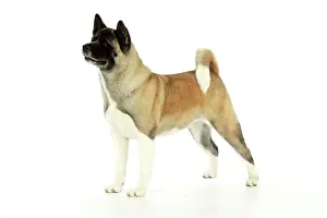 Akitas: Dog. Akita