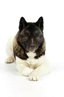 Akitas: Dog. Akita