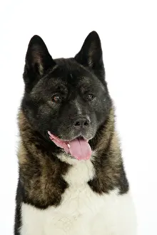 Akitas: Dog. Akita
