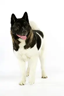 Akitas: Dog. Akita
