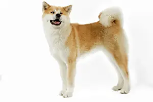 Akitas: Dog - Akita