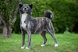 Akitas: Dog - Akita / Akita Inu